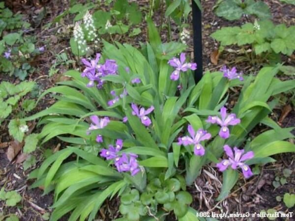 Cristatas Dwarf Iris Crested Organically Grown Transplant Organics 10 Bare Roots Fresh Garden