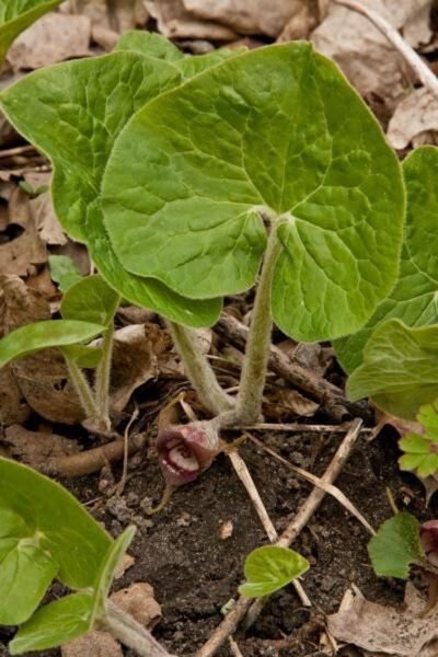 Canadense Organic Ginger Organicaly Grown Asarum Planting Perennial 10 Bare Root Fresh Garden
