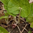 Canadense Organic Ginger Organicaly Grown Asarum Planting Perennial 10 Bare Root Fresh Garden