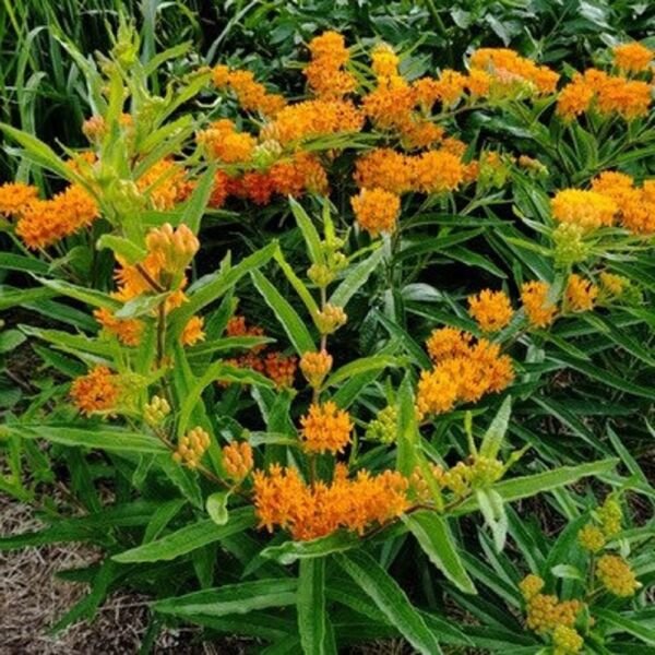 Tuberosas Butterfly Pleurisy Organically Growns Asclepias Milkweeds 3 Bare Roots Fresh Garden