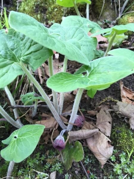 Asarum Wild Perennial Plants Organic Canadense Ginger Planting Stock 3 Bare Root Fresh Garden