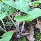 Asarum Wild Perennial Plants Organic Canadense Ginger Planting Stock 3 Bare Root Fresh Garden