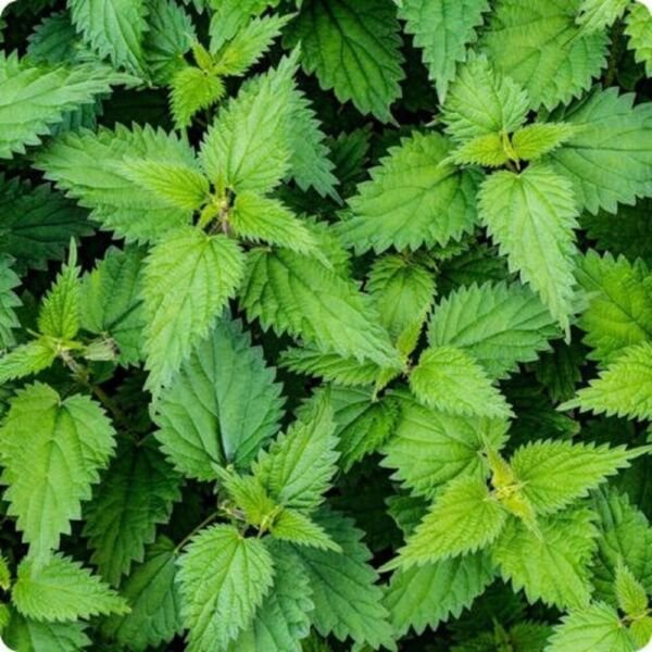 Urtica Stinging Dioica Netle Organically Grown Plant Transplant Only 5 Bare Root Fresh Garden