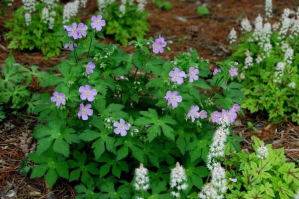 Geranium Wild Maculatum Plants Organic Cranesbill Transplant Stock 15 Bare Roots Fresh Garden