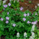 Geranium Wild Maculatum Plants Organic Cranesbill Transplant Stock 15 Bare Roots Fresh Garden