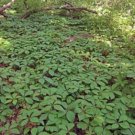 Ivy Virginia Victoria Creeper Parthenocissus Quinquefolia Perennial 3 Bare Roots Fresh Garden