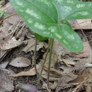 Arifolia Heartleafs Hexastylis Perennial Organics Bulbs Wildflower 10 Bare Roots Fresh Garden