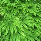 Adiantum Fern Maidenhair Diaphanum Plant Organically Grown Organics 3 Bare Roots Fresh Garden