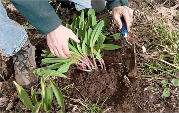Allium Ramps Wilds Leeks Organically Growns Only Bulbs Tricoccumds 10 Bare Roots Fresh Garden