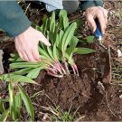 Allium Ramps Wilds Leeks Organically Growns Only Bulbs Tricoccumds 10 Bare Roots Fresh Garden