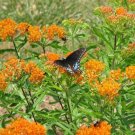 Asclepias Butterfly Organically Growns Pleurisy Tuberosas Milkweed 10 Bare Roots Fresh Garden