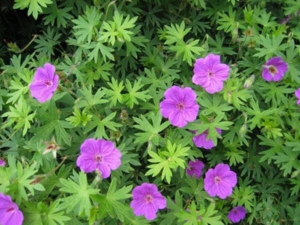 Cranesbill Organically Grown Organic Maculatums Geranium Transplant 3 Bare Roots Fresh Garden