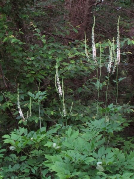 Racemosa Cohosh Black Actaeas Organically Growns Transplant Organic 5 Bare Roots Fresh Garden