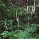 Racemosa Cohosh Black Actaeas Organically Growns Transplant Organic 5 Bare Roots Fresh Garden