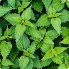 Stinging Urticas Organically Growns Nettles Only Transplant Dioica 20 Bare Roots Fresh Garden
