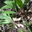Allium Wild Tricoccums Premiums Perennials Organic Bulbs Planting Bare Roots Fresh Garden