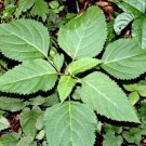 Canadensis Collinsonia Perennial Wildflowers Transplant Medicinals 10 Bare Roots Fresh Garden