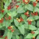 Pinkrot Marilandica Indian Spigelia Wildflower Herb Perennial 5 Bare Root Fresh Garden