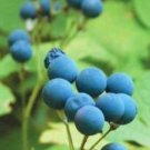Caulophyllum Botanical Perennial Cohosh Thalictroides Organic Plant 5 Bare Roots Fresh Garden