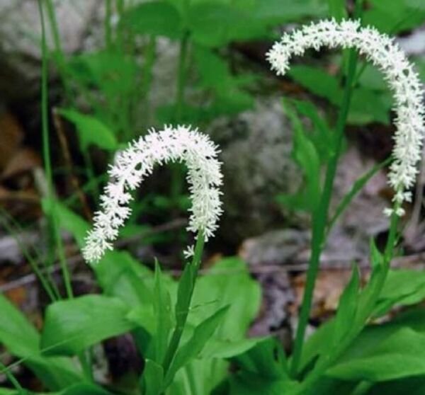 Luteum Unicorn Organically Growns False Chamaelirium Organic Plants 5 Bare Roots Fresh Garden