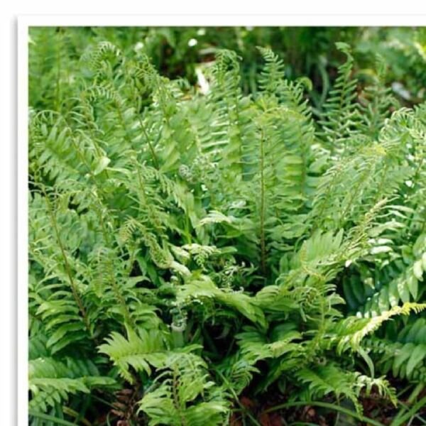 Polystichum Christmas Acrostichoides Fern Evergreen Perennial Plant 20 Bare Root Fresh Garden
