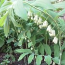 Polygonatum True Solomons Biflorum Transplants Seal Plants Organic 10 Bare Roots Fresh Garden
