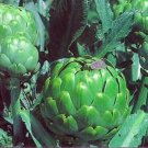 Artichokes Star Imperial It Is Thistle Like In Appearance Sweet Mild Bud 15 Seed Fresh Garden