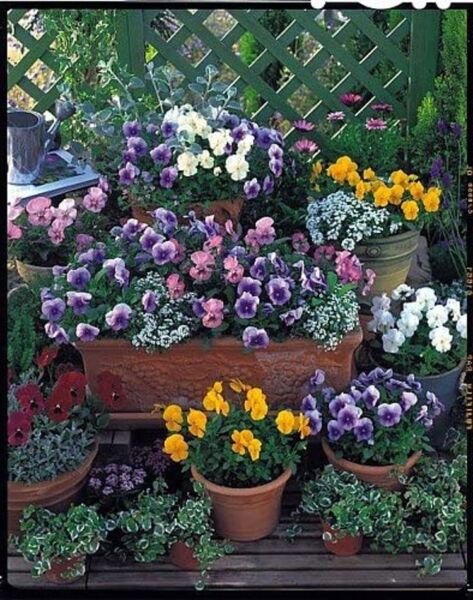 Pansy Mix Nature Landscaping In Cold Hot Temps Stunning Mix Of Colors 30 Seeds Fresh Garden