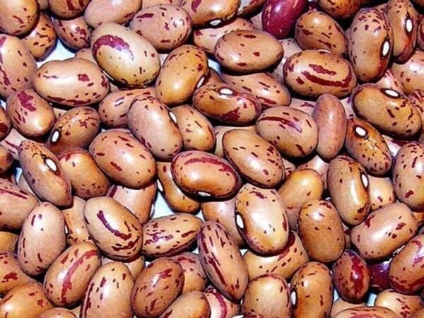 Beans Excellent Sweets Flavor Cranberries Vermont Nutritions Powerhouse 50 Seeds Fresh Garden