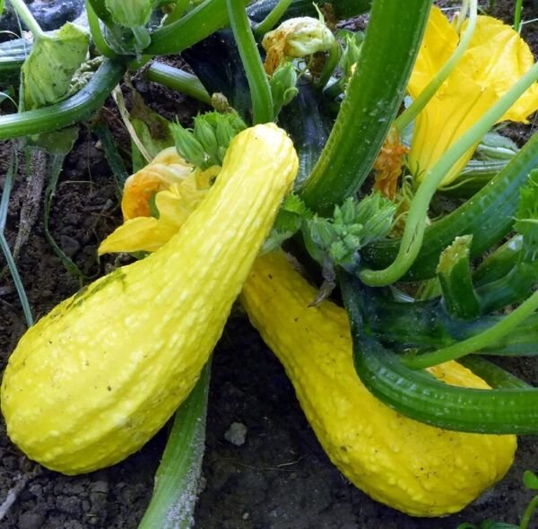 Crookneck Organic Summers Annual Is Known Its Tastes And Wase Growing Squash Fresh Garden