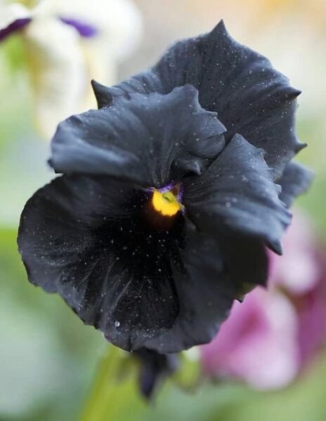 Impressive Pansy Gothic Hybrid Moon Black Produces Neats Compact Plants 25 Seeds Fresh Garden