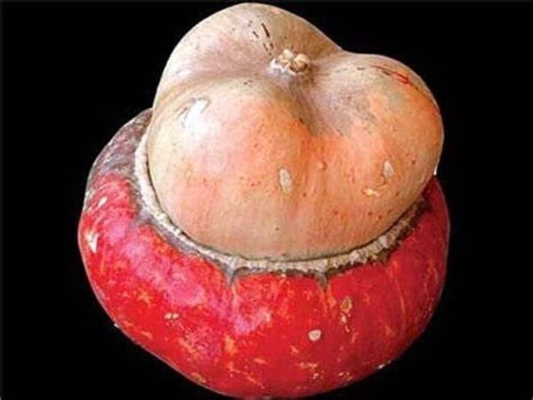 Turban Red Rare Mini Gourd Delightful Wacky Array Shapes Colors Sizes 15 Seeds Fresh Garden