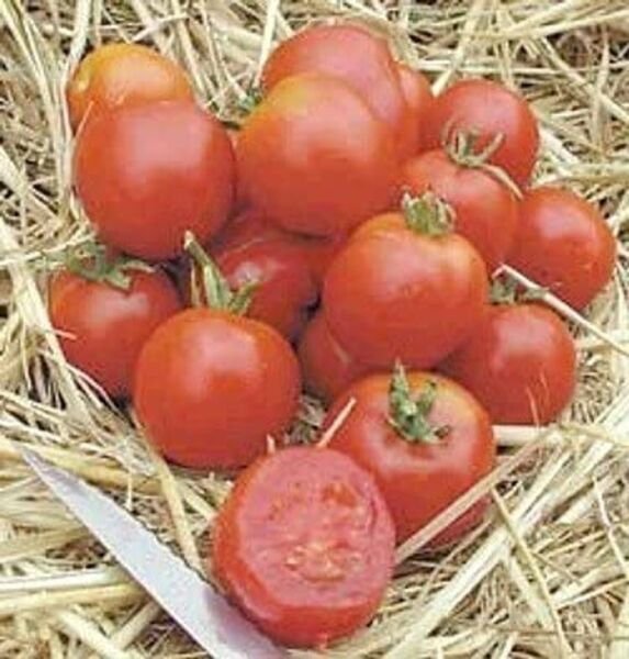 Tomato Predecessors Czechleslovakian Stupices Heirloom Opens Pollinated 15 Seeds Fresh Garden