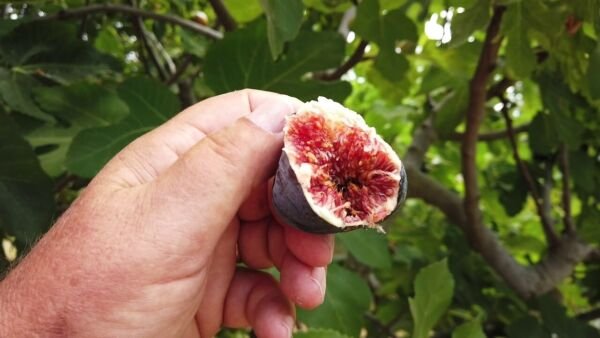 4 Black Mission Fig Trees Fuits Plants Four Live Plant Fresh Garden