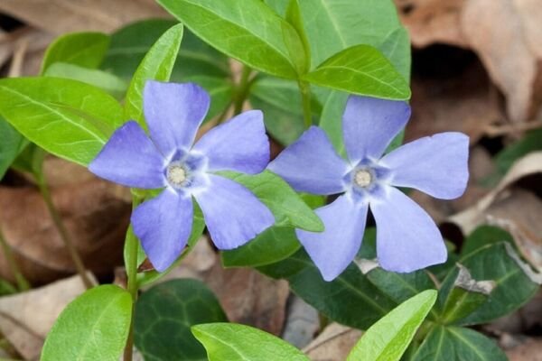 Lesser Periwinkle Trailing Vinys Subshrub 1100 Vincas Minors Ground ...