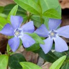 Coverd With Small Blue Bloom Stay Green Year Around 240 Vinca Minor Ground Cover Fresh Garden