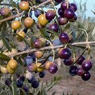 4 Arbequina Olive Plants Trees Black Four Live Plant Fresh Garden
