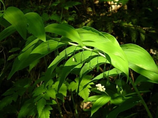 Polygonatum Ruscaceae merly Classified Lily Liliaceae 12 Kings Solomon's Seal Fresh Garden