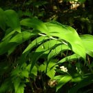 Polygonatum Ruscaceae merly Classified Lily Liliaceae 12 Kings Solomon's Seal Fresh Garden