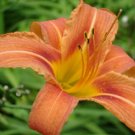 Daylilie Wild Hemerocallis Hybrids And Cultivars Fulva Dalily 100 Bareroot Plant Fresh Garden