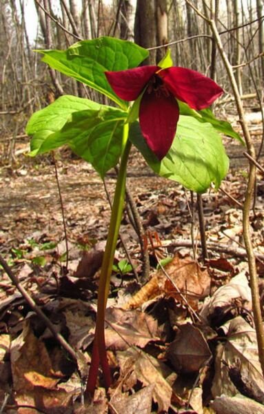 Trillium Erectum Purple Perennial Wake Robin Stinking Benjamin 100 Roots Systems Fresh Garden