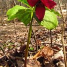 Trillium Erectum Purple Perennial Wake Robin Stinking Benjamin 100 Roots Systems Fresh Garden