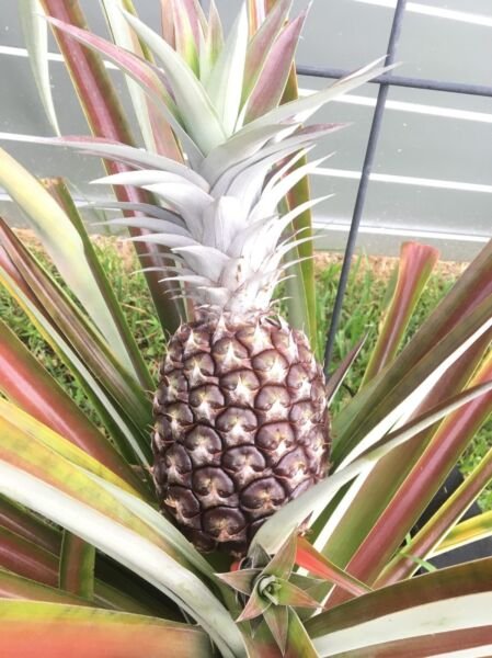 4 Pineapple White Jade Fruit Live Four Plants Includes (4) Plant Fresh Garden
