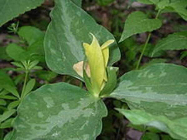 Trillium Yellow Wakerobin Wildflower Luteum Lemon Scented Flower 12 Root Systems Fresh Garden