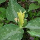 Trillium Yellow Wakerobin Wildflower Luteum Lemon Scented Flower 12 Root Systems Fresh Garden