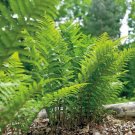 Lady Perennial Fern Deciduous Leaves Light Green Or Straw Colored 30 Root System Fresh Garden