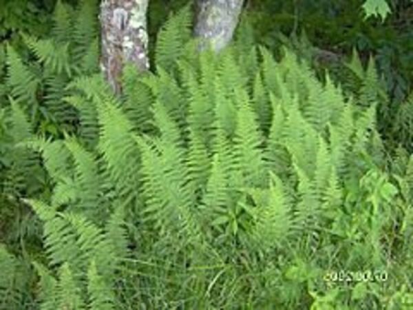 Lady Evergreens Polystichum Acrostichoides Fern Scent Hardy Christmas Collection Fresh Garden