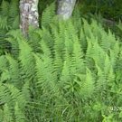 Lady Evergreens Polystichum Acrostichoides Fern Scent Hardy Christmas Collection Fresh Garden