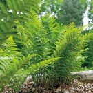 Athyrium Femina Perennial Has Deciduous Leaves Filix 5 Ladys Ferns Roots Systems Fresh Garden