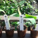 4 Grand Nain Fruits Banana Live Plants Includes Four (4) Plants Plant Fresh Garden